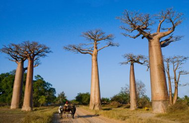 Beautiful Baobab trees clipart