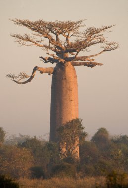 Güzel Baobab ağacı