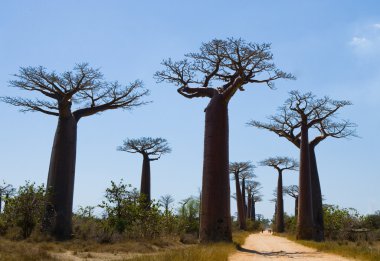 Güzel Baobab ağaçları