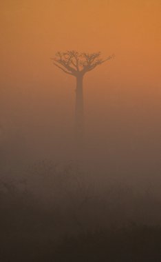 Güzel Baobab ağacı