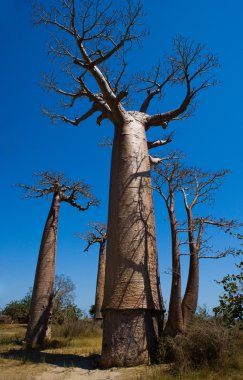 Güzel Baobab ağaçları