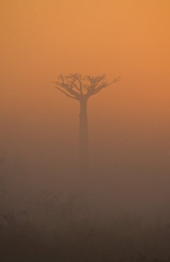 Güzel Baobab ağacı