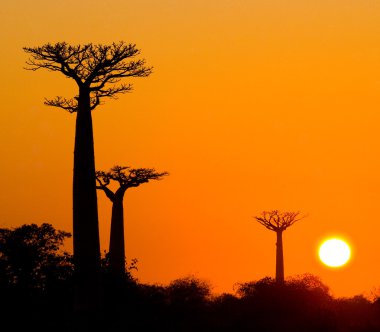 Güzel Baobab ağaçları