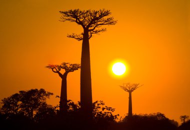 Güzel Baobab ağaçları