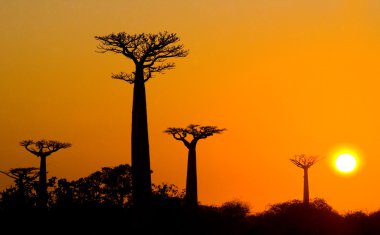 Güzel Baobab ağaçları