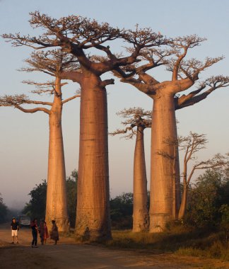 Güzel Baobab ağaçları