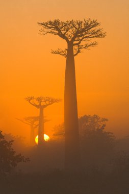 Güzel Baobab ağaçları