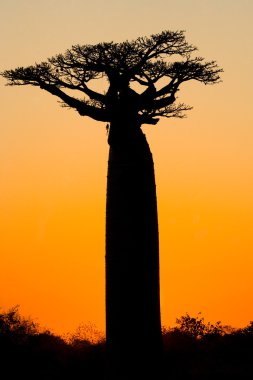 Güzel Baobab ağacı
