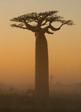 Güzel Baobab ağacı