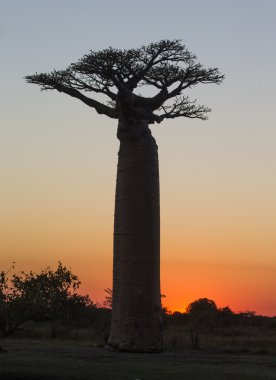 Güzel Baobab ağacı
