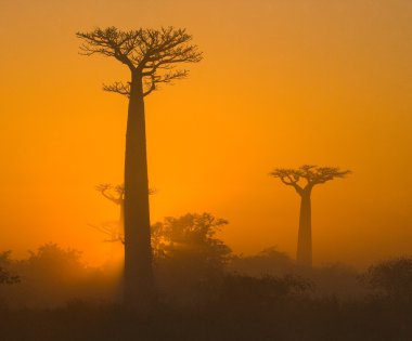 Güzel Baobab ağaçları