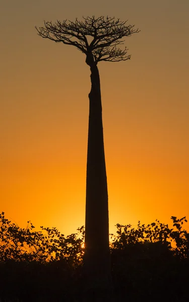 Bela árvore Baobab — Fotografia de Stock