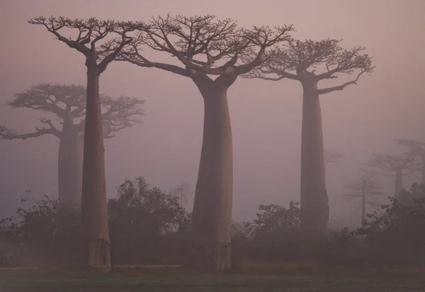 Belas árvores de Baobá — Fotografia de Stock