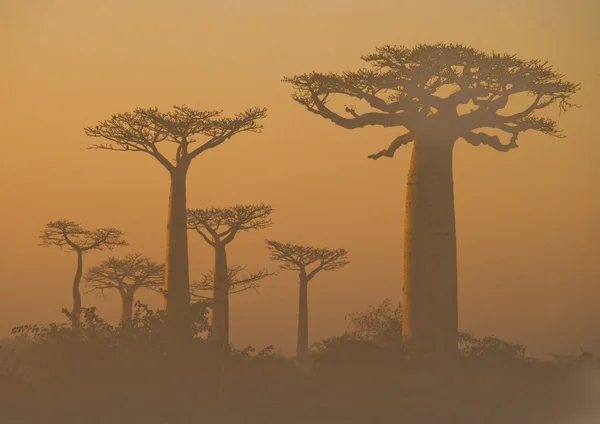 Bellissimi alberi di Baobab — Foto Stock