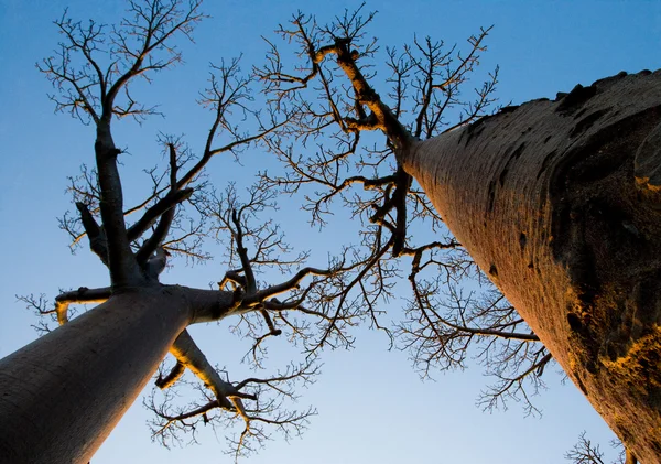 Beautiful Baobab trees — Stock Photo, Image