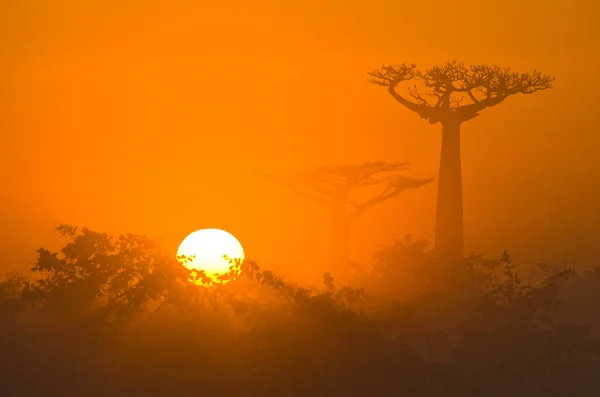 Όμορφη πλατάνια Baobab — Φωτογραφία Αρχείου