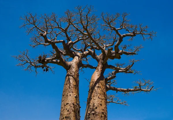 Bellissimi alberi di Baobab — Foto Stock