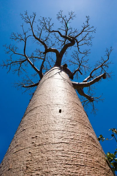 Mavi berrak gökyüzü Baobab ağacı