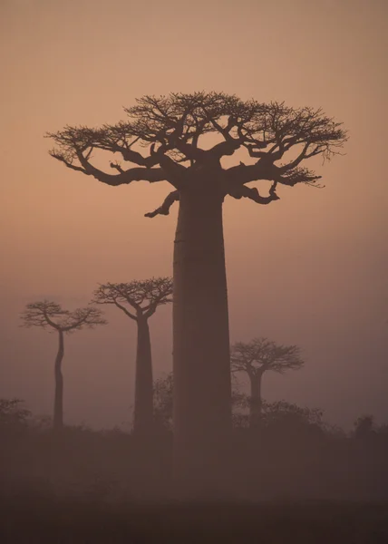 Hermosos árboles Baobab —  Fotos de Stock