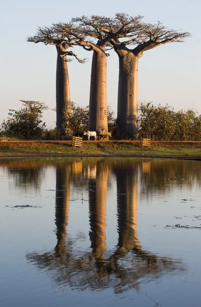 Belas árvores de Baobá — Fotografia de Stock