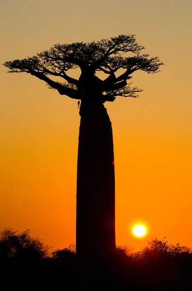 Красивое дерево Баобаб — стоковое фото
