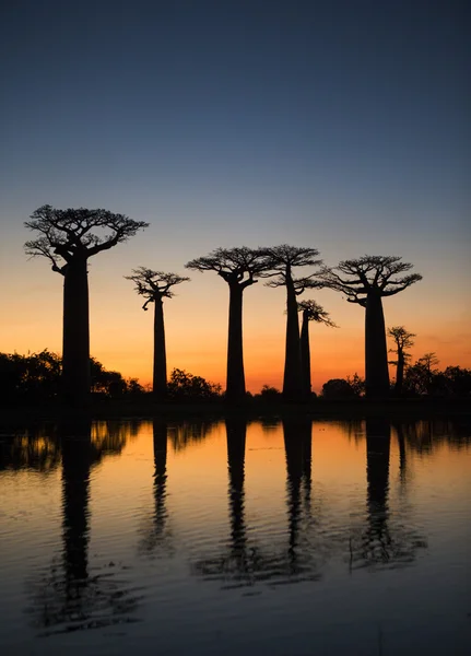 Όμορφη πλατάνια Baobab — Φωτογραφία Αρχείου