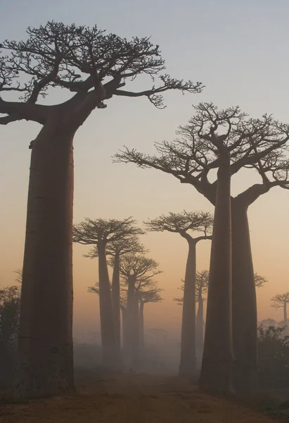 美しいバオバブの木 — ストック写真