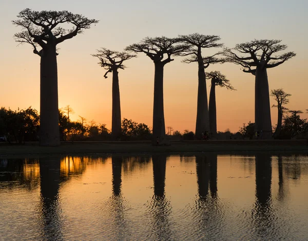 Gyönyörű Baobab fák — Stock Fotó