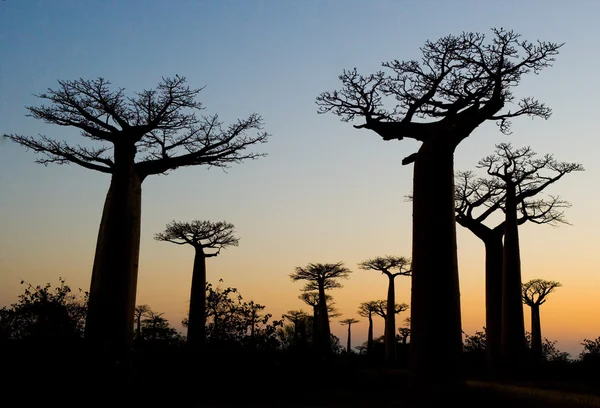 Piękne drzewa Baobab — Zdjęcie stockowe