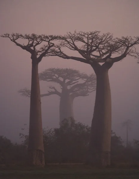 Beautiful Baobab trees — Stock Photo, Image