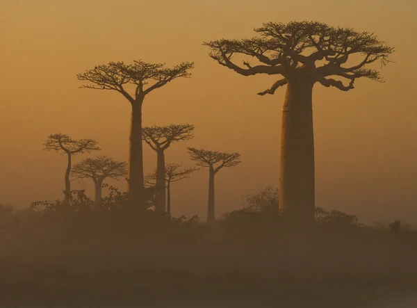 Vackra Baobab träd — Stockfoto