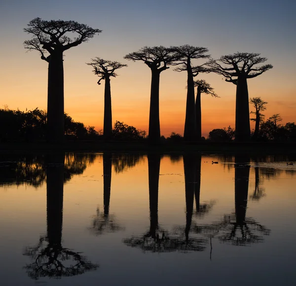 Vackra Baobab träd — Stockfoto