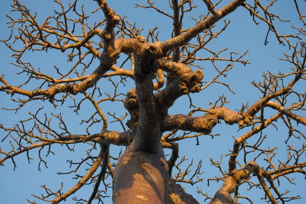 Baobab sur un ciel bleu clair — Photo