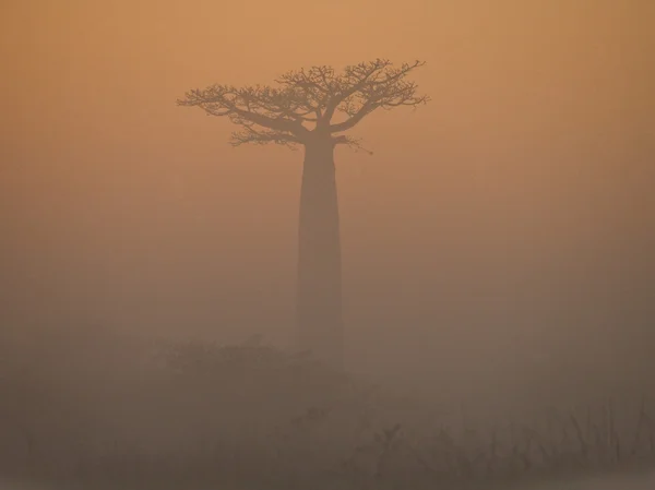 Bel arbre Baobab — Photo