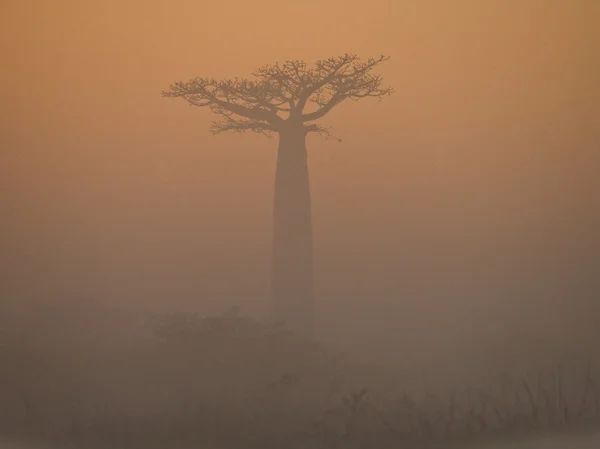 Bela árvore Baobab — Fotografia de Stock