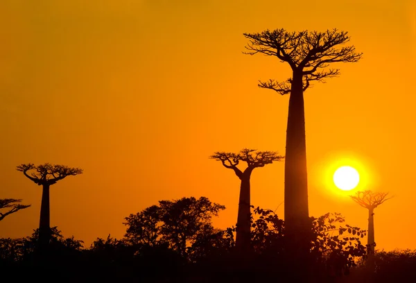 Gyönyörű Baobab fák — Stock Fotó