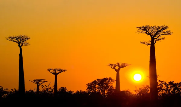 Hermosos árboles Baobab —  Fotos de Stock