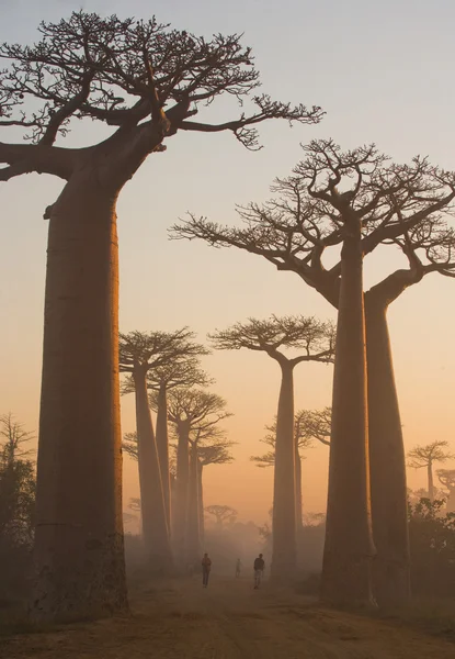 Vackra Baobab träd — Stockfoto