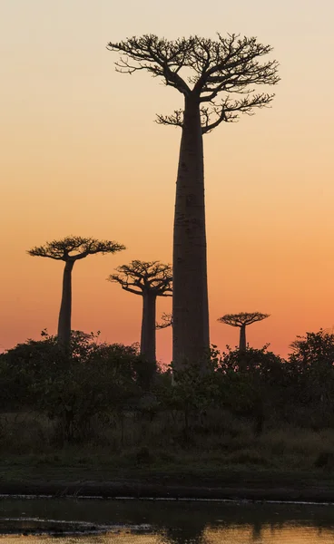 Bellissimi alberi di Baobab — Foto Stock