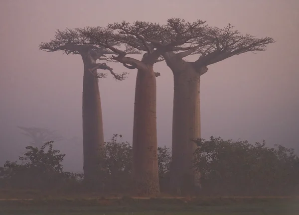 Piękne drzewa Baobab — Zdjęcie stockowe