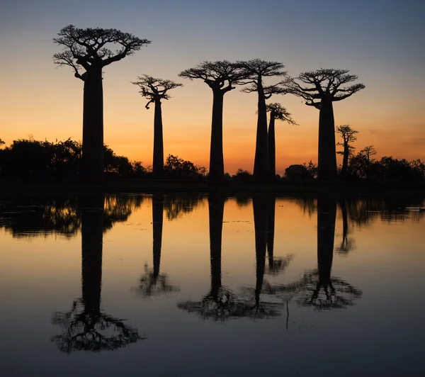 Hermosos árboles Baobab —  Fotos de Stock