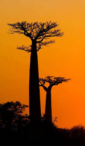 Beautiful Baobab trees — Stock Photo, Image