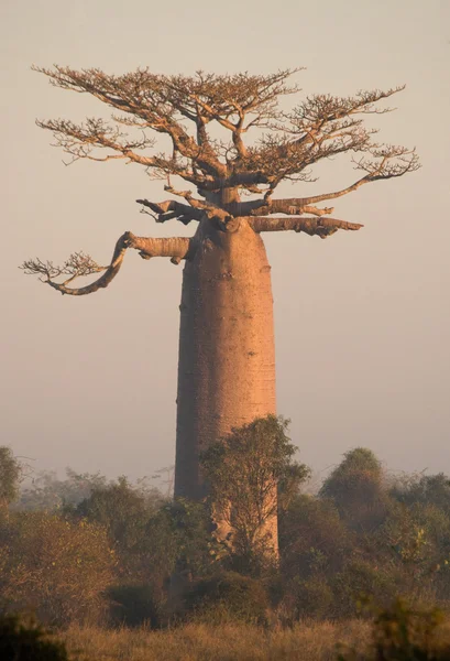 Vacker Baobab träd — Stockfoto