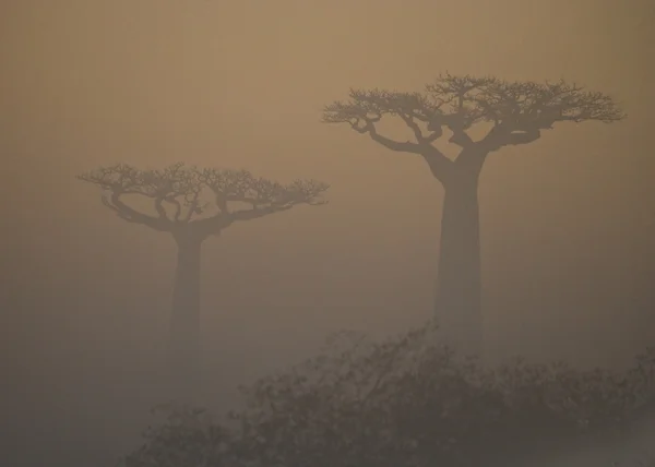 Vackra Baobab träd — Stockfoto