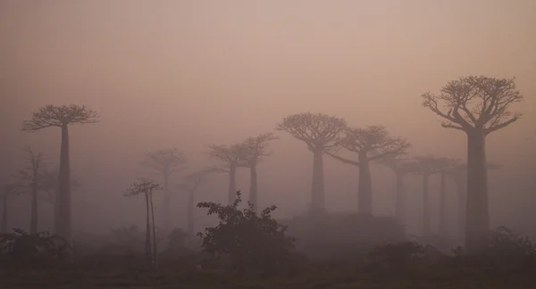 Beautiful Baobab trees — Stock Photo, Image