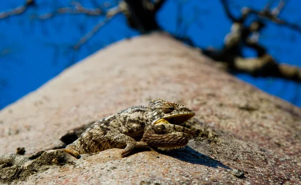 Chameleon sitting on a baobab — Stock Photo, Image