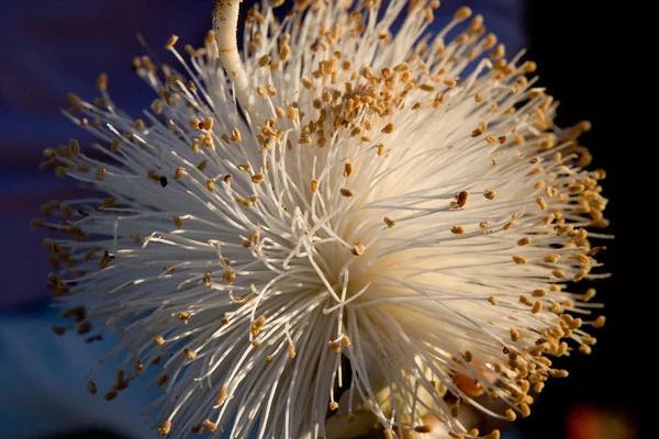 Flor branca de baobá — Fotografia de Stock
