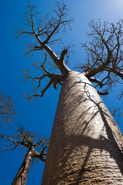 Baobab träd på en klar blå himmel — Stockfoto