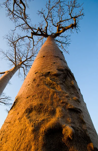 Baobab albero su un cielo blu chiaro — Foto Stock