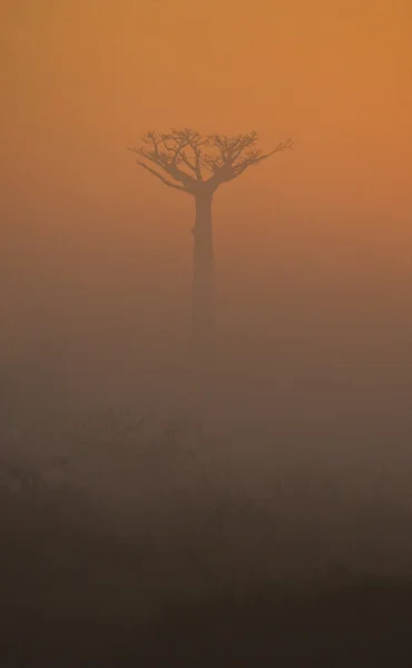 Güzel Baobab ağacı — Stok fotoğraf
